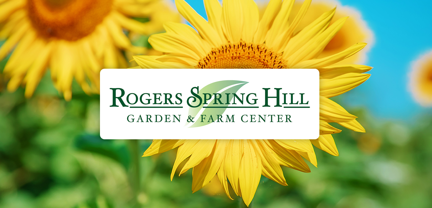 Abelia, Sunshine Daydream Rogers Spring Hill Plant Database Rogers